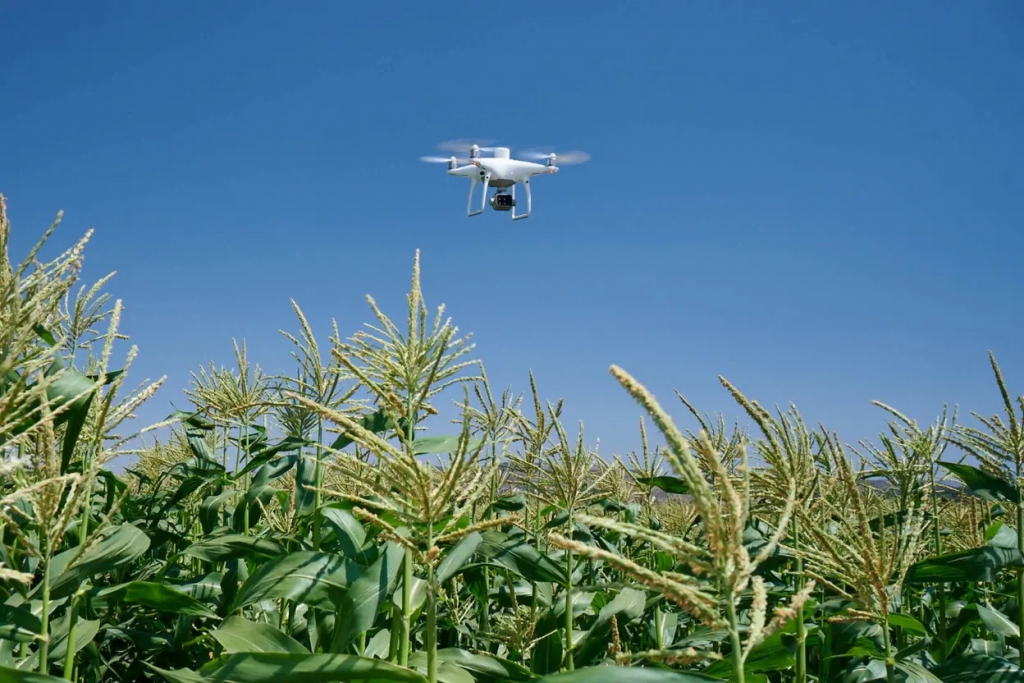 DJI Phantom 4 Multispectral – Image 6